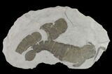Plate of Eurypterids (Pterygotus) From New York - Rare Species #131495-1
